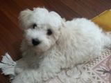 0 Numara 2,5 Aylık Maltipoo
