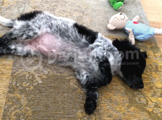 2 Aylık Maltese Terrier Dişi Yavru görsel