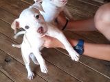 Sahibinden A Kalite Albino Pitbul Yavrulari