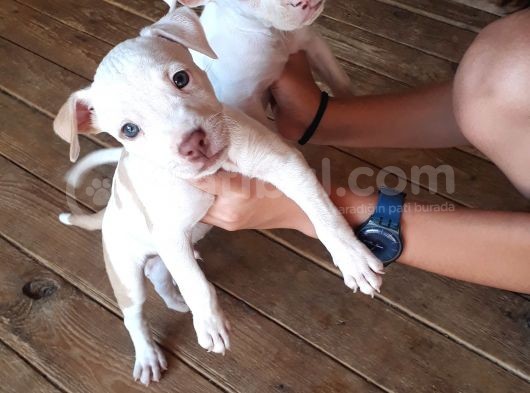 Sahibinden A Kalite Albino Pitbul Yavrulari görsel
