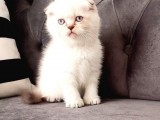 Sevimli Yavrularımız Yeni Sahiplerini Arıyor