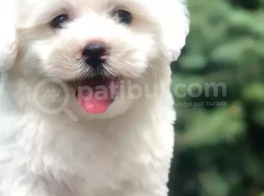 Tüy Yumağı Sevimli Maltipo Yavrular