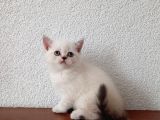 Sevimli Yavrularımız Yeni Sahiplerini Arıyor