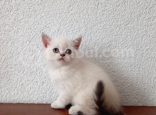 Sevimli Yavrularımız Yeni Sahiplerini Arıyor görsel