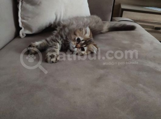 Veteriner Kontrollü Aşılı Scottish Longhair Dişi Yavru görsel
