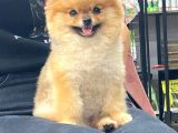 Mükemmel Kalitede Teddy Face Pomeranian Boo
