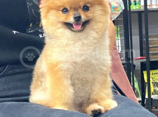 Mükemmel Kalitede Teddy Face Pomeranian Boo görsel