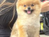 Mükemmel Kalitede Teddy Face Pomeranian Boo