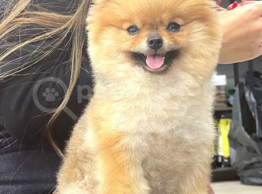 Mükemmel Kalitede Teddy Face Pomeranian Boo görsel