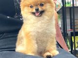 Mükemmel Kalitede Teddy Face Pomeranian Boo