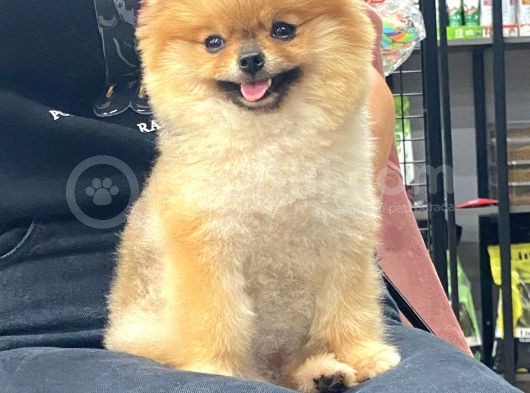 Mükemmel Kalitede Teddy Face Pomeranian Boo