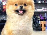 Mükemmel Kalitede Teddy Face Pomeranian Boo