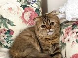 Veteriner Kontrollü Aşılı Scottish Longhair Dişi Yavru