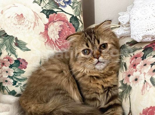 Veteriner Kontrollü Aşılı Scottish Longhair Dişi Yavru görsel