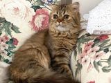 Veteriner Kontrollü Aşılı Scottish Longhair Dişi Yavru