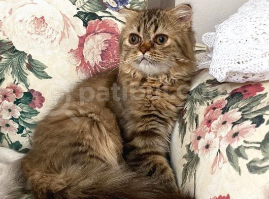 Veteriner Kontrollü Aşılı Scottish Longhair Dişi Yavru görsel