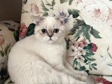 British Shorthair Dişi Yavru Veteriner Kontrollü Aşılı