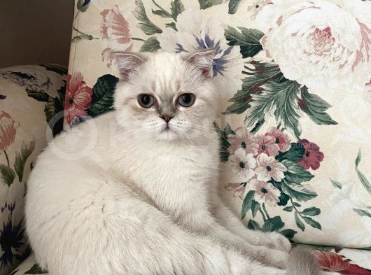 British Shorthair Dişi Yavru Veteriner Kontrollü Aşılı görsel