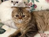 British Shorthair Dişi Yavru Veteriner Kontrollü Aşılı