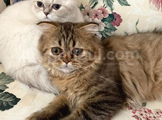 British Shorthair Dişi Yavru Veteriner Kontrollü Aşılı görsel