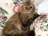 Veteriner Kontrollü Aşılı Scottish Longhair Dişi Yavru