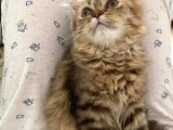 Veteriner Kontrollü Aşılı Scottish Longhair Dişi Yavru