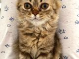 Veteriner Kontrollü Aşılı Scottish Longhair Dişi Yavru