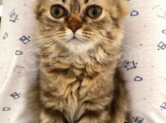 Veteriner Kontrollü Aşılı Scottish Longhair Dişi Yavru görsel