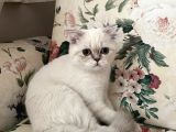British Shorthair Dişi Yavru Veteriner Kontrollü Aşılı