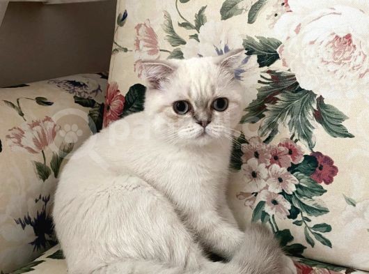 British Shorthair Dişi Yavru Veteriner Kontrollü Aşılı