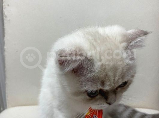 British Shorthair Dişi Yavru Veteriner Kontrollü Aşılı görsel