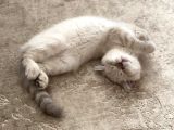 British Shorthair Dişi Yavru Veteriner Kontrollü Aşılı