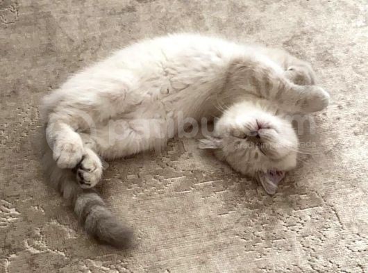 British Shorthair Dişi Yavru Veteriner Kontrollü Aşılı görsel