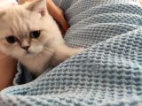 British Shorthair Dişi Yavru Veteriner Kontrollü Aşılı
