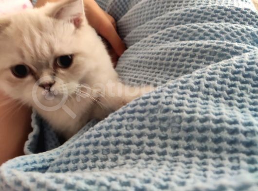 British Shorthair Dişi Yavru Veteriner Kontrollü Aşılı görsel