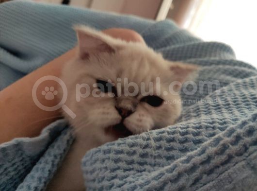 British Shorthair Dişi Yavru Veteriner Kontrollü Aşılı görsel