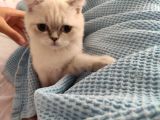 British Shorthair Dişi Yavru Veteriner Kontrollü Aşılı
