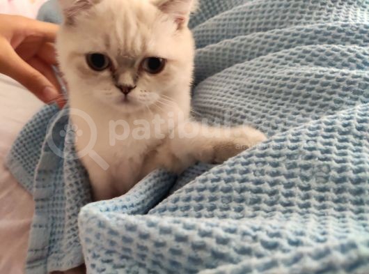 British Shorthair Dişi Yavru Veteriner Kontrollü Aşılı görsel