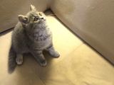 Safkan British Shorthair Yavru