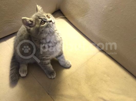 Safkan British Shorthair Yavru