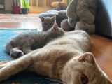Safkan British Shorthair Yavru