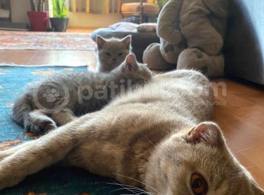 Safkan British Shorthair Yavru görsel