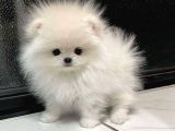 Tea Cup Teed Ybear Pomernian Boo Bebekler