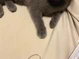 Safkan Scottish Fold