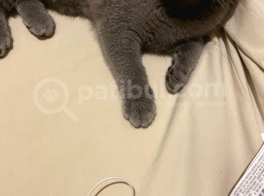 Safkan Scottish Fold görsel