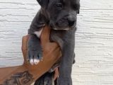 Abkc Scr’li American Bully Xl Evlatlar