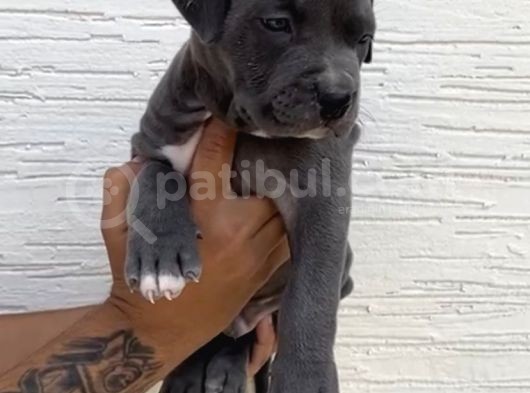 Abkc Scr’li American Bully Xl Evlatlar