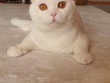 2 Aylık Sıfır Kulak Scottish Fold