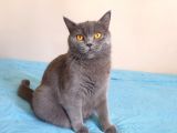 2 Aylık Sıfır Kulak Scottish Fold