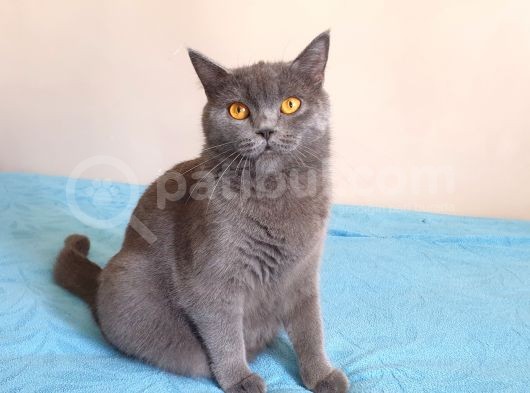 2 Aylık Sıfır Kulak Scottish Fold görsel